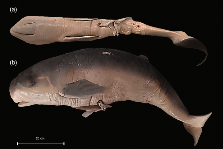 Esta imagem mostra dois ângulos diferentes de um feto de cetáceo, com fundo preto para destaque: Na parte superior, marcada como (a), está a vista dorsal (de cima) do animal. O corpo é alongado e a cabeça tem um formato arredondado e pequeno em relação ao corpo. A nadadeira caudal (cauda) é bem visível e curva. Na parte inferior, marcada como (b), está a vista lateral do mesmo animal. Nessa perspectiva, percebe-se melhor a cabeça grande e arredondada, a boca levemente aberta e as nadadeiras peitorais. Abaixo da imagem, há uma escala indicando 20 cm, sugerindo que o feto é relativamente pequeno.