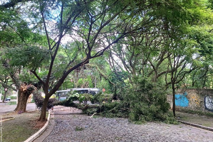 A imagem mostra uma rua de paralelepípedos em uma área urbana arborizada, com muitas árvores altas e de copa extensa. No centro da imagem, há uma grande árvore ou galho caído, bloqueando parcialmente a via. O incidente parece ter ocorrido recentemente, pois os galhos e folhas ainda estão verdes e frescos. Ao fundo, é possível ver um ônibus parado, aparentemente aguardando a liberação da via. Também se observa um muro com pichações do lado direito da imagem.